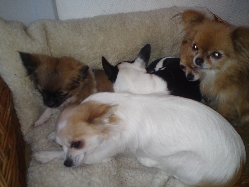 Les Chihuahua de l'affixe Des Quatre Nobles Vérités