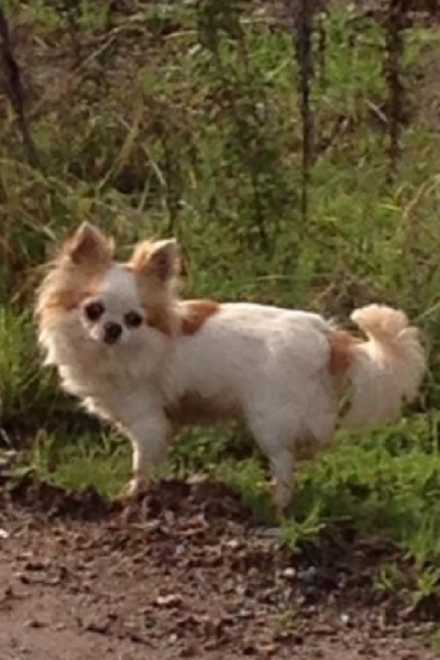 Dali Des Quatre Nobles Vérités