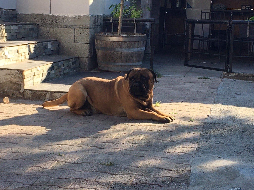 Chiots bullmastiff 